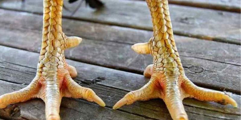 Tìm hiểu những loại cựa gà đá phổ biến hiện nay tại FB88 1 Tìm hiểu những loại cựa gà đá phổ biến hiện nay