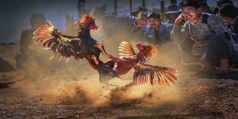 FB88 Nơi Diễn Ra Trận Xem Đá Gà Trực Tiếp Hôm Nay Đỉnh Cao 1 Tìm hiểu về đá gà
