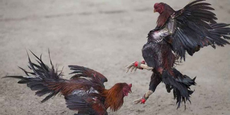 Trực Tiếp Gà Chọi C1 | Giải Đấu Đặc Sắc Nhất Hiện Nay 2 Tính an toàn cao