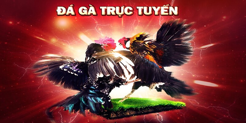 Đá Gà Cựa Dao - Trải Nghiệm Của Cuộc Đối Đầu Sôi Động 1 Khái niệm đá gà cựa dao