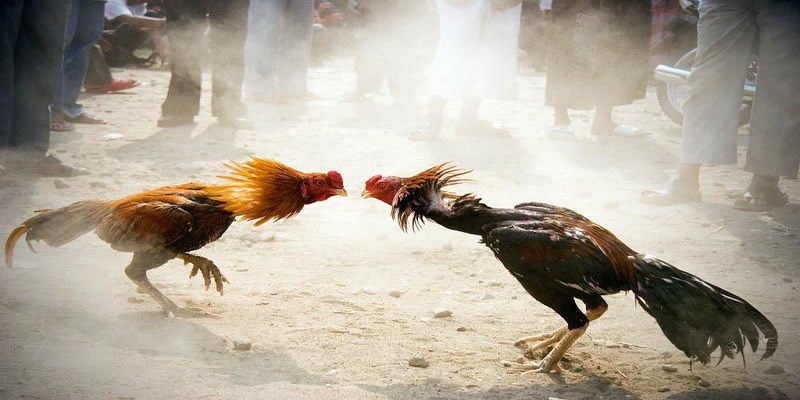 Đá Gà Cựa Sắt Thomo - Hình Thức Cá Cược Hot Nhất Hiện Nay 2 Anh em có thể theo dõi các trận đấu đá gà cựa sắt Thomo đỉnh cao