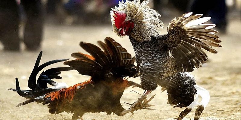 Đá Gà Trên Mạng - Hình Thức Cá Cược Giải Trí Hấp Dẫn 2025 1 Đá gà trên mạng Thomo là thiên đường giải trí hàng đầu hiện nay