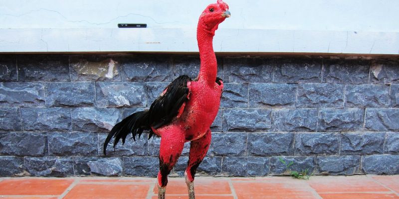 Nghệ Thuật Đá Gà - Tổng Hợp Thông Tin Bạn Cần Phải Biết 1 Tổng quan về gà chọi