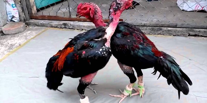 Nghệ Thuật Đá Gà - Tổng Hợp Thông Tin Bạn Cần Phải Biết 2 Nghệ thuật đá gà trong kỹ thuật và chiến lược