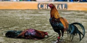 trang đăng ký đá gà cựa dao trực tiếp được nhiều game thủ đánh giá cao