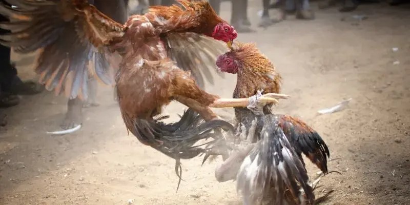 FB88 - Trang Đăng Ký Đá Gà Cựa Dao Trực Tiếp Hot Nhất 3 Trang đăng ký đá gà cựa dao trực tiếp cực chất lượng