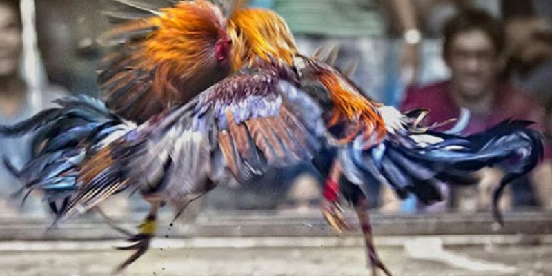 Hướng Dẫn Chọn Gà Chọi Hay Cho Tân Binh Tham Gia Với FB88 2 Cách chọn đuôi gà chọi như thế nào để tham gia cược đá gà?