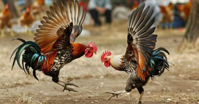 Đá Ăn 6 Là Gì? - Hé Lộ Trận Đấu Khiến Hội Viên Phát Sốt 1 Cần hiểu rõ về chiến lược cược đá ăn 6 là gì?