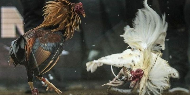 Soi Kèo Đá Gà - Bí Quyết Nắm Chắc Chiến Thắng Từ Cao Thủ 2 Hạn chế thua cược, nâng cao cơ hội thắng lớn