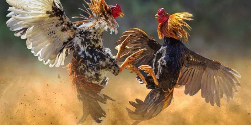 Soi Kèo Đá Gà - Bí Quyết Nắm Chắc Chiến Thắng Từ Cao Thủ 3 Nắm bắt từ a tới z các loại hình đặt kèo hội viên tham gia