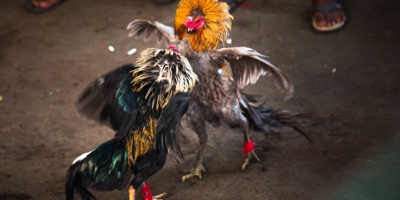 Soi Kèo Đá Gà - Bí Quyết Nắm Chắc Chiến Thắng Từ Cao Thủ 1 Tổng quan sơ lược dữ liệu hay về soi kèo đá gà