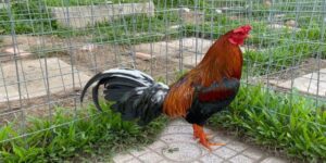 Top những vảy gà quý hiếm không chỉ mang lại vẻ đẹp