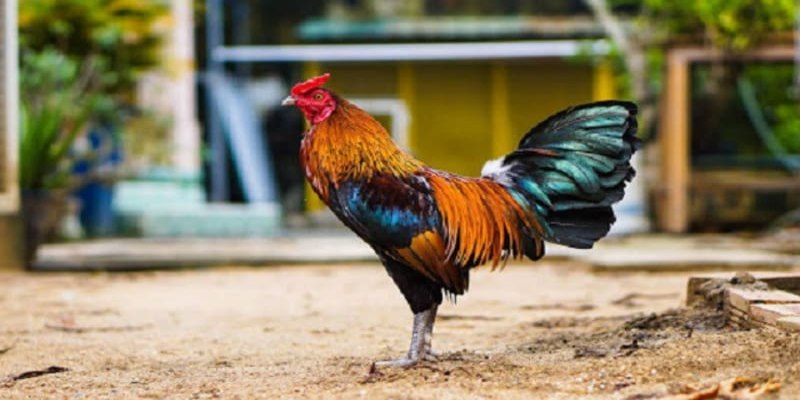 Top Những Vảy Gà Quý Hiếm Và Giải Mã Chi Tiết Chuẩn 2 Cách chăm sóc và nuôi dưỡng gà có vảy quý hiếm ra sao?