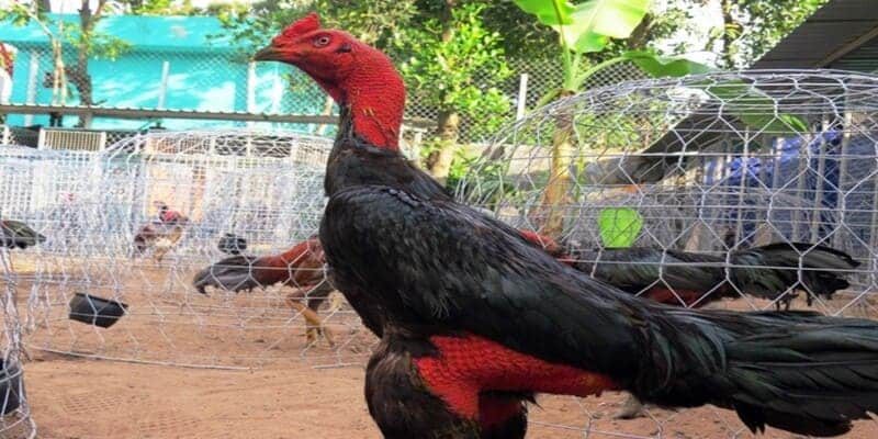 Top Những Vảy Gà Quý Hiếm Và Giải Mã Chi Tiết Chuẩn 1 Top các vảy gà quý hiếm và giá trị của chúng như thế nào?