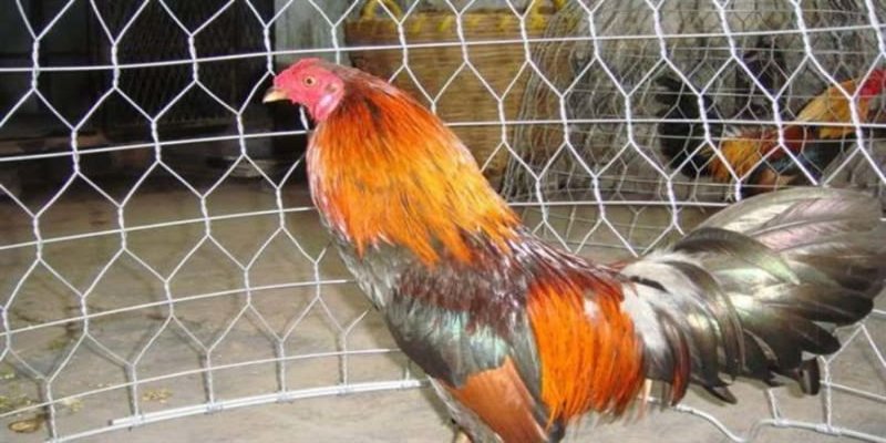 Top Những Vảy Gà Quý Hiếm Và Giải Mã Chi Tiết Chuẩn 3 Các ứng dụng của Top các vảy gà quý hiếm là gì?