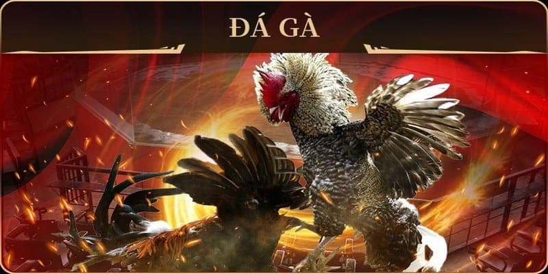 Review Đá Gà Trực Tiếp C1 - Giải Đấu Đá Gà Hấp Dẫn Tại FB88 2 Ưu điểm nổi trội khi xem đá gà C1 tại các trang web trực tuyến