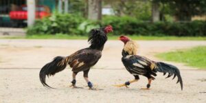Xem màu mạng gà đá là một phương pháp quan trọng