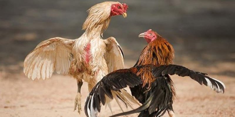 Xem Màu Mạng Gà Đá và Những Thông Tin Hữu Ích Nhất 3 Các câu hỏi thường gặp về xem màu mạng của gà đá là gi?