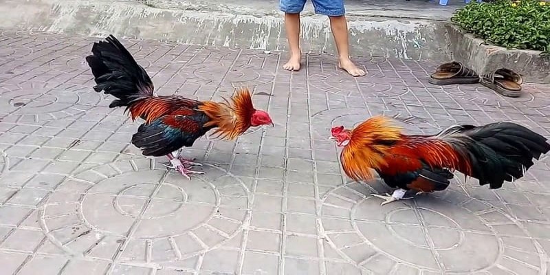 Xem Màu Mạng Gà Đá và Những Thông Tin Hữu Ích Nhất 1 Những điều cần biết về xem màu mạng của gà đá như thế nào