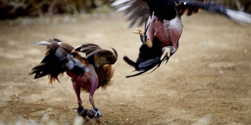Đá Gà Cựa Sắt : So Găng Nảy Lửa, Một Đòn Định Đoạt 1 Thông tin nền tảng giúp bạn hiểu rõ về đá gà cựa sắt